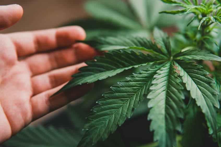 why is aurora cannabis stock soaring and will it last